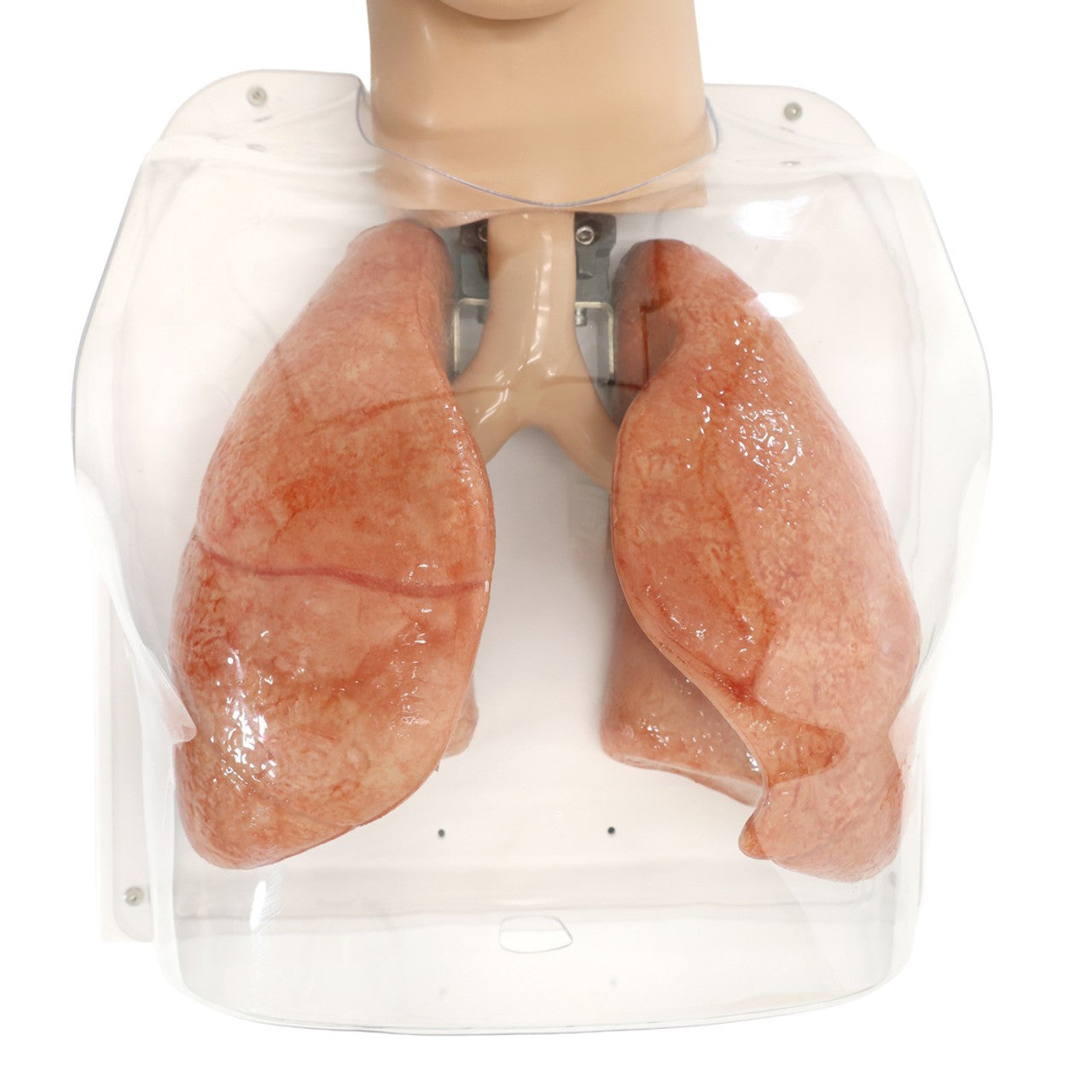 The Anatomy Lab-A-112548 Simulated Bronchoscopy Model, 1/EACH