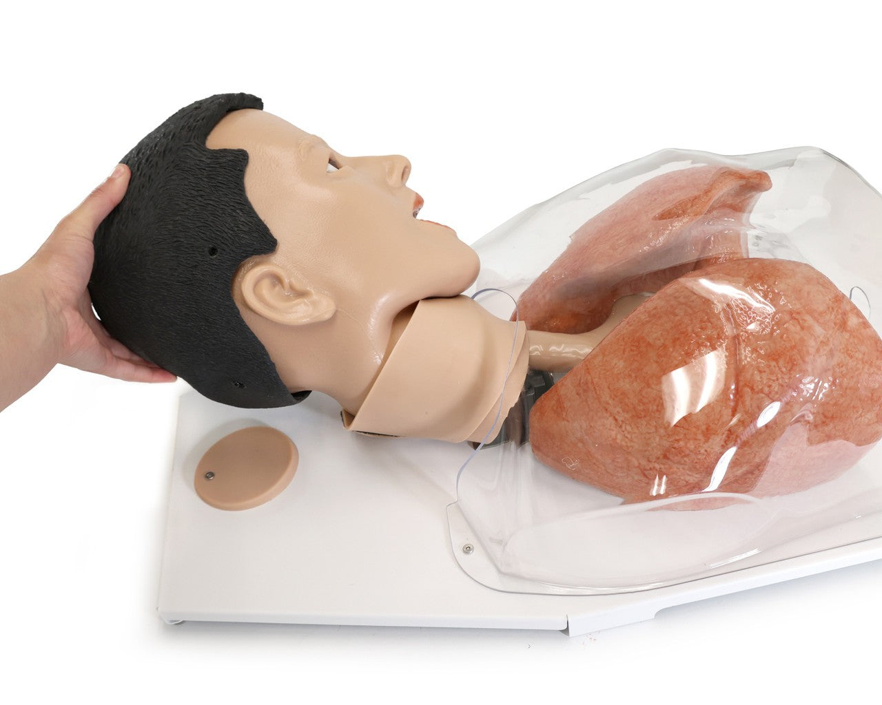 The Anatomy Lab-A-112548 Simulated Bronchoscopy Model, 1/EACH