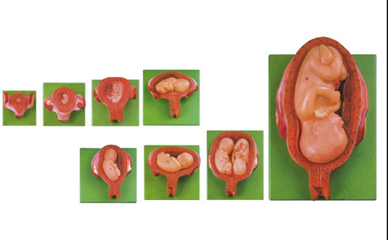 The Anatomy Lab-A-112550 Pregnancy Stages Set, 8 Models, 1 Set