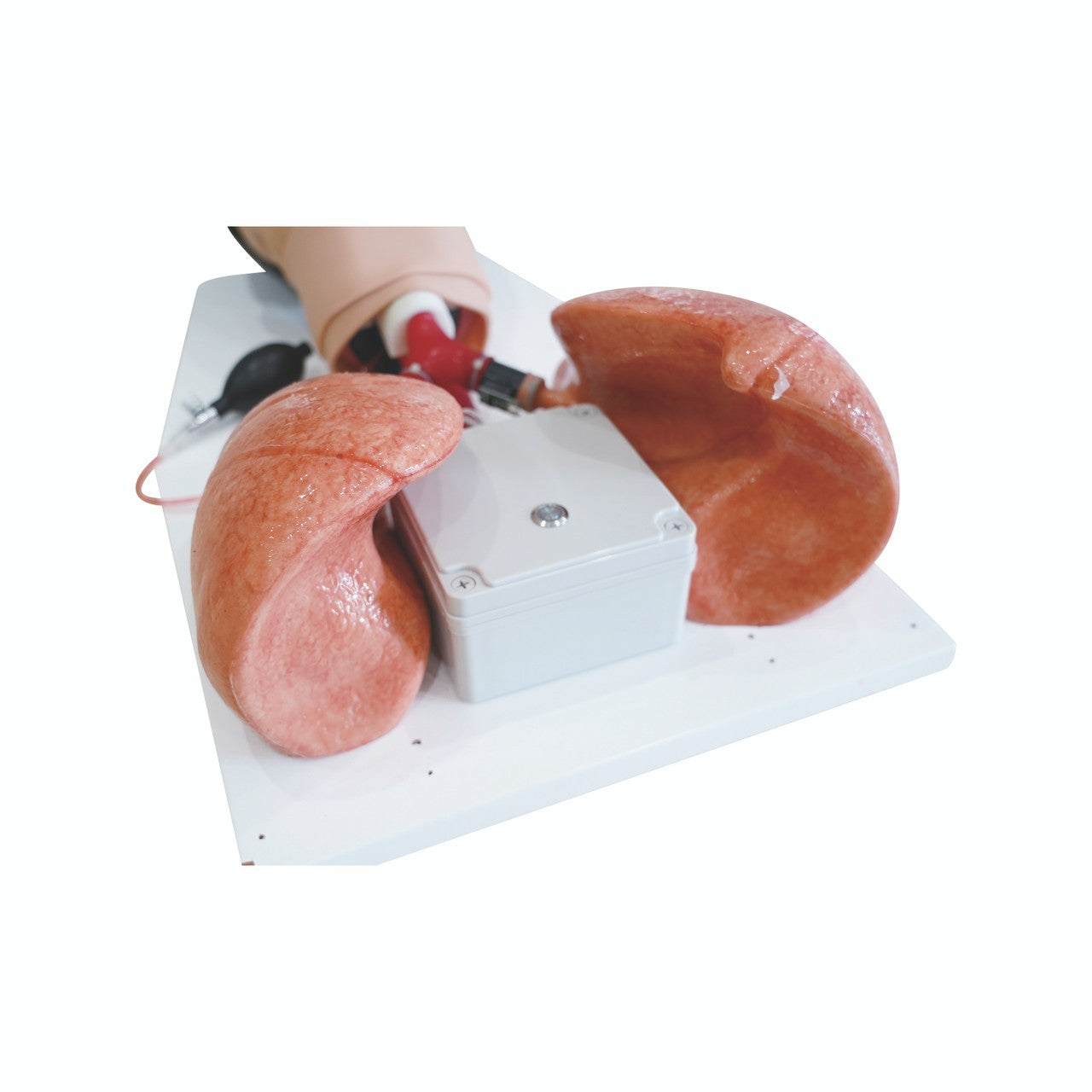 The Anatomy Lab-A-112557 Comprehensive Airway Management Model, EACH