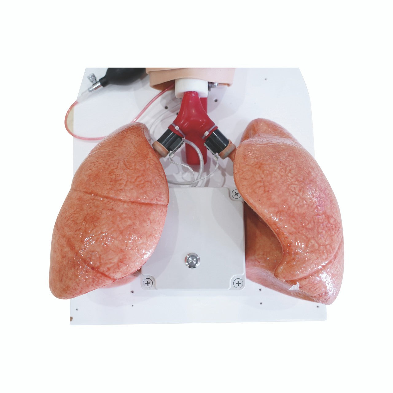 The Anatomy Lab-A-112557 Comprehensive Airway Management Model, EACH