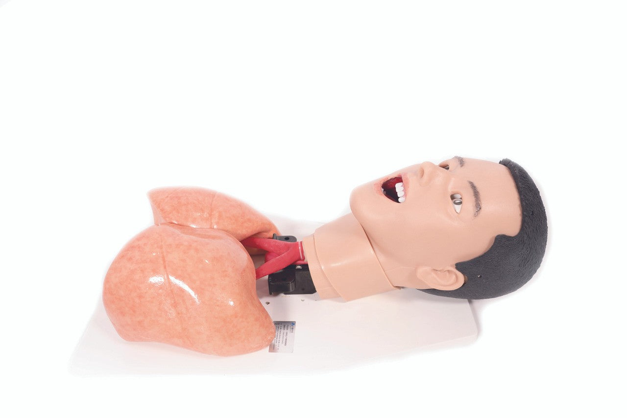 The Anatomy Lab-A-112565 COVID-19 Task Trainer, EACH