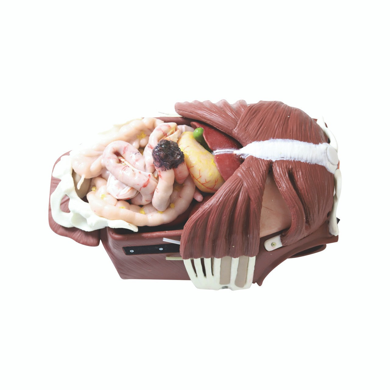 The Anatomy Lab-A-112566 Wearable Thoracoabdominal Surgical Operation Suit, EACH