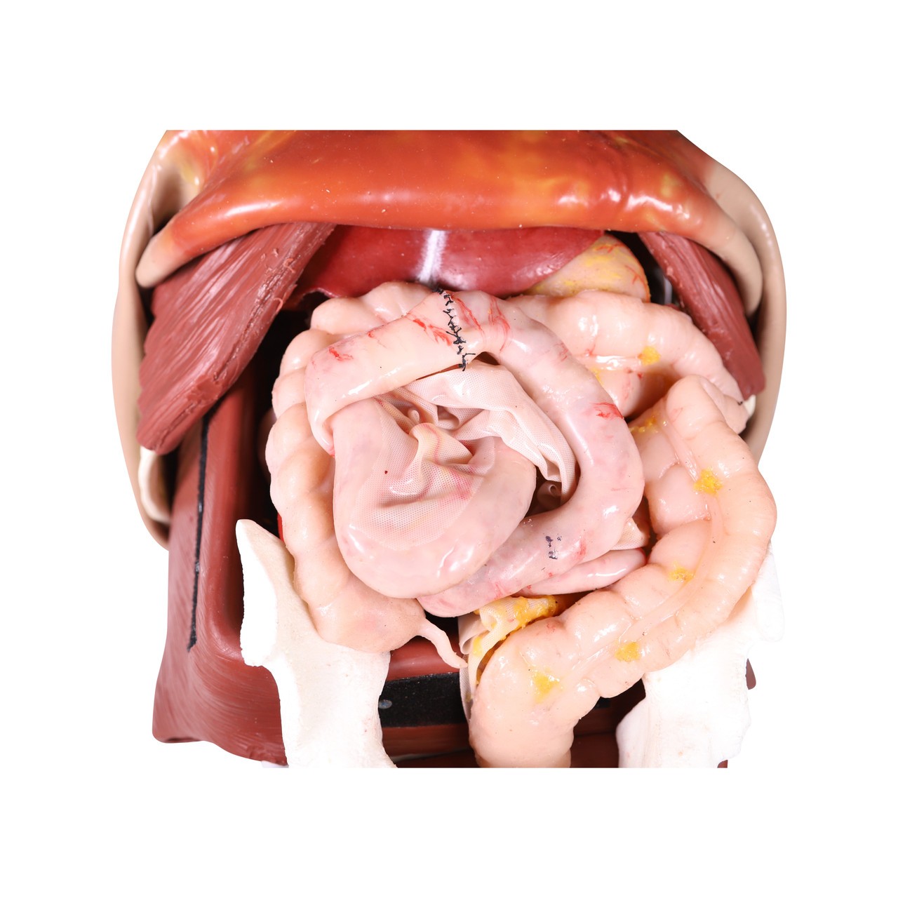 The Anatomy Lab-A-112566 Wearable Thoracoabdominal Surgical Operation Suit, EACH