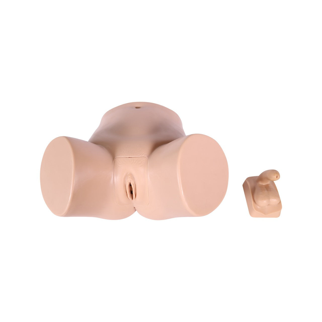 The Anatomy Lab-A-112578 Catheterization Model