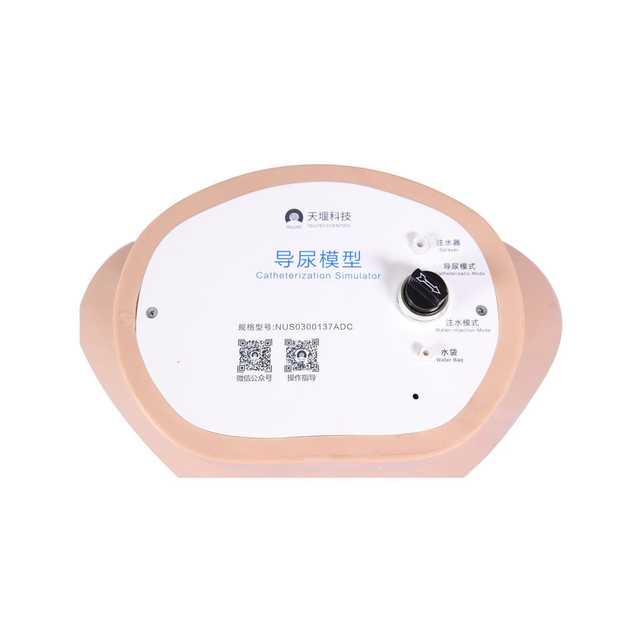 The Anatomy Lab-A-112578 Catheterization Model