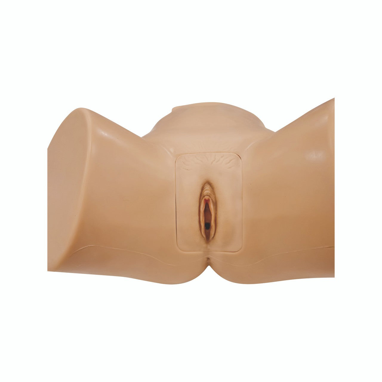The Anatomy Lab-A-112578 Catheterization Model