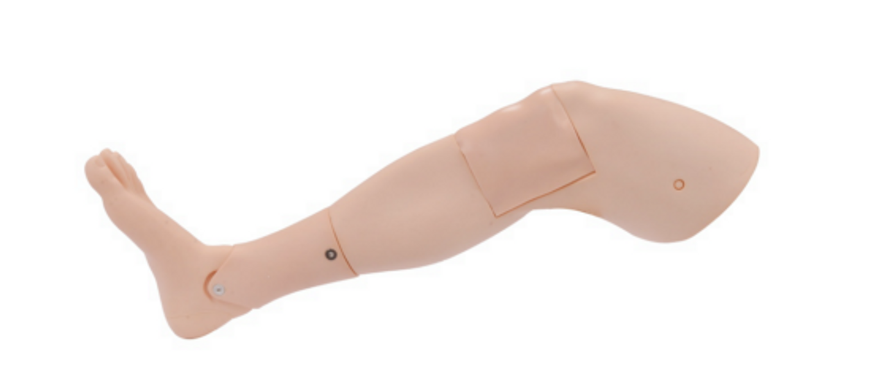 The Anatomy Lab-A-112584 Adult Bone Marrow Aspiration Leg, 1/ea