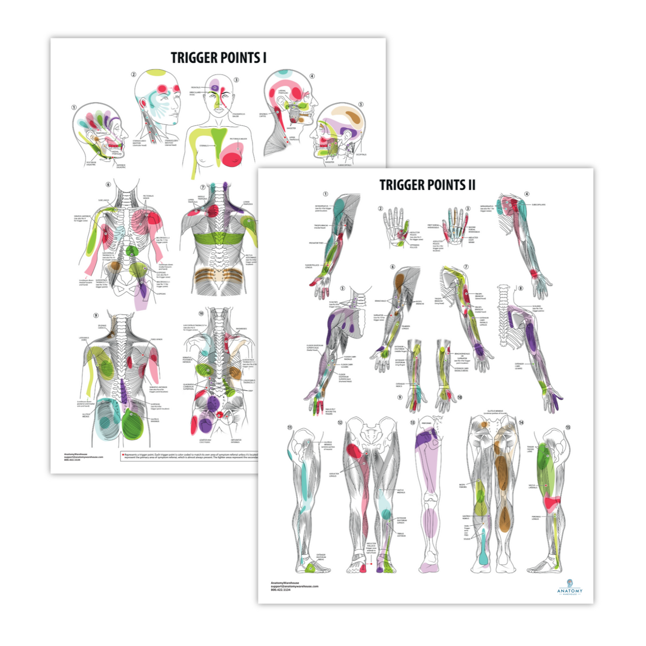 The Anatomy Lab-A-112849 Trigger Points I & II Laminated Poster Set, 1/set