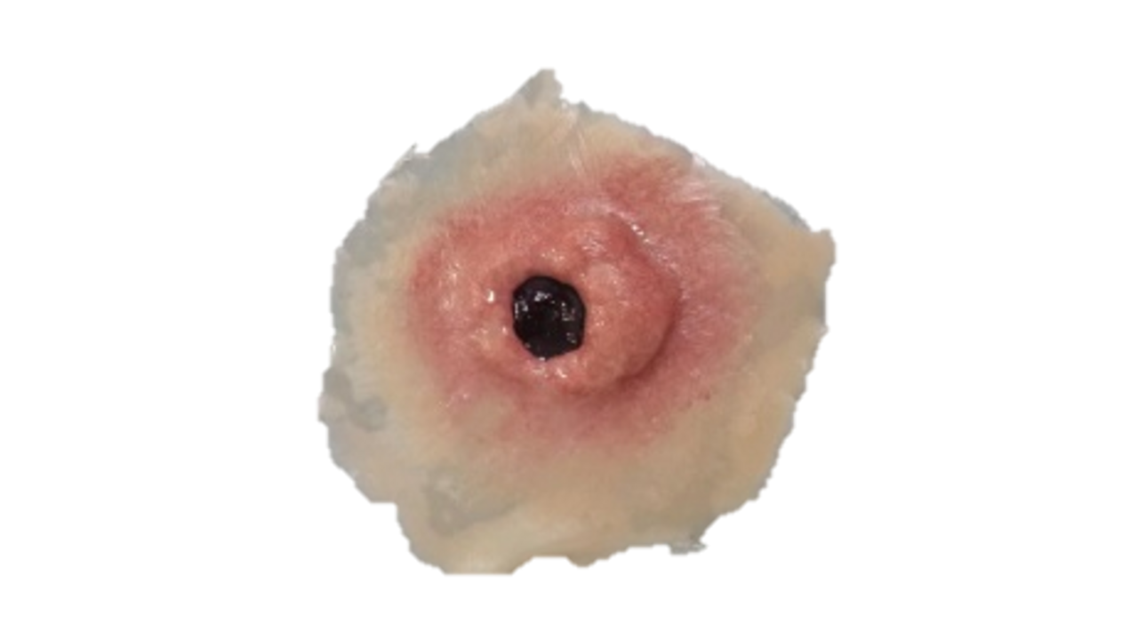 The Anatomy Lab-A-112998 CBRN Injury Moulage Kit, 1/set