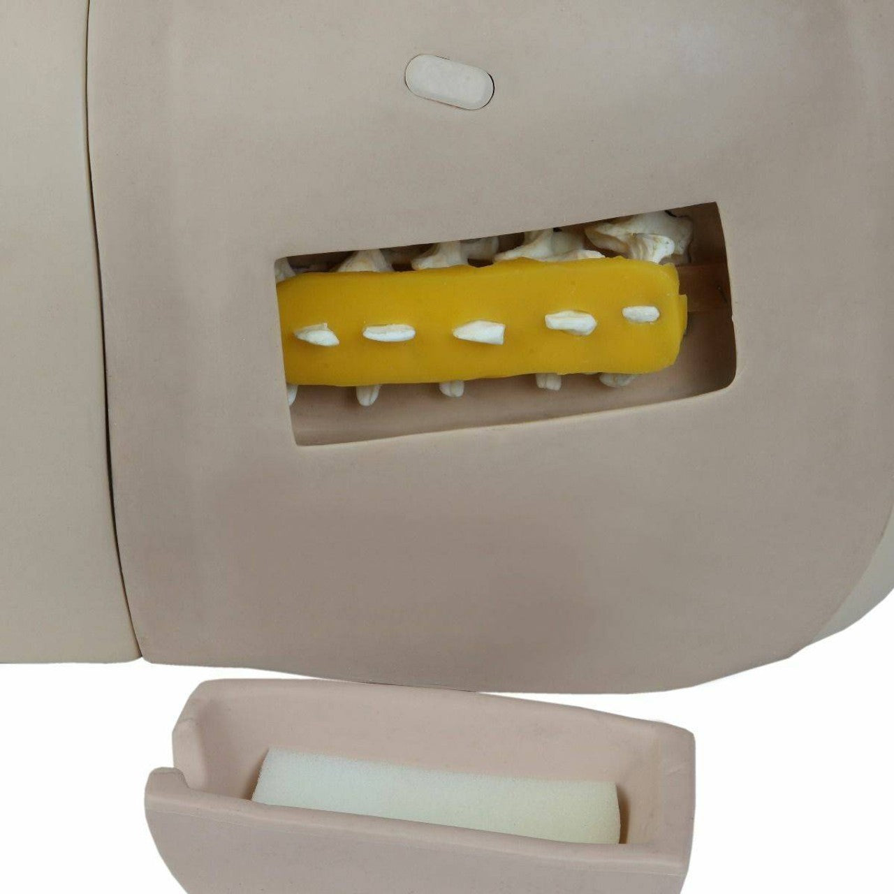 The Anatomy Lab-A-104430 Adult Lumbar Puncture Simulator