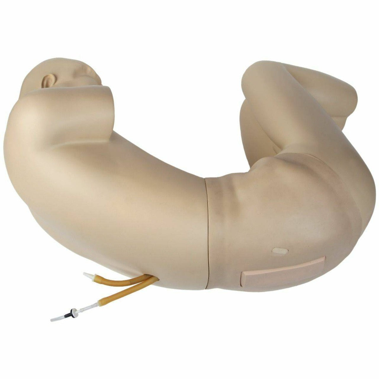 The Anatomy Lab-A-104430 Adult Lumbar Puncture Simulator