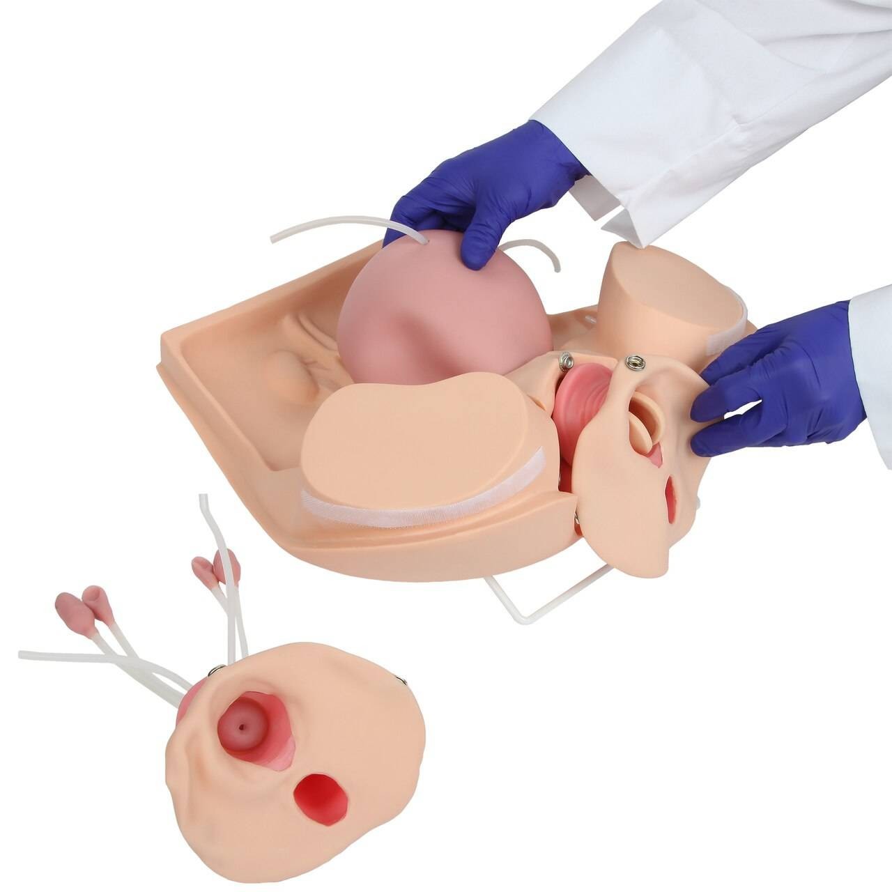 The Anatomy Lab-A-106801 Advanced Gynecological Examination Simulator, 1/ea