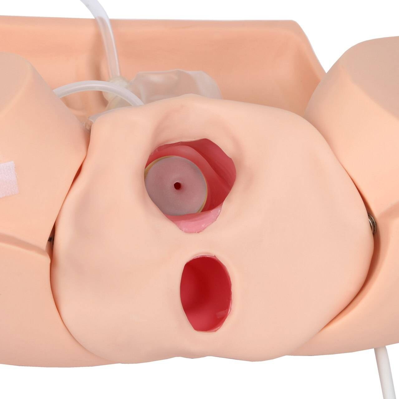 The Anatomy Lab-A-106801 Advanced Gynecological Examination Simulator, 1/ea