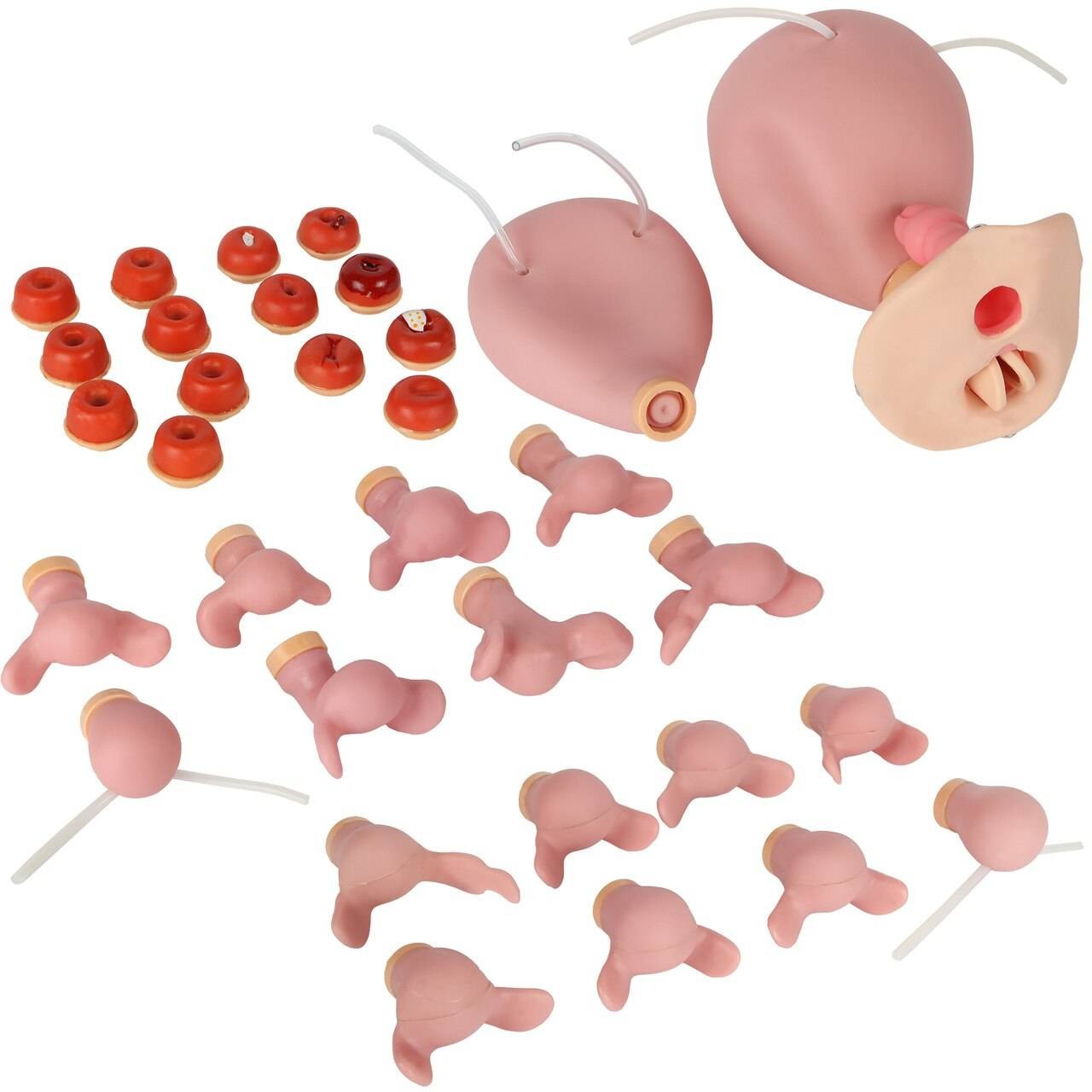 The Anatomy Lab-A-106801 Advanced Gynecological Examination Simulator, 1/ea