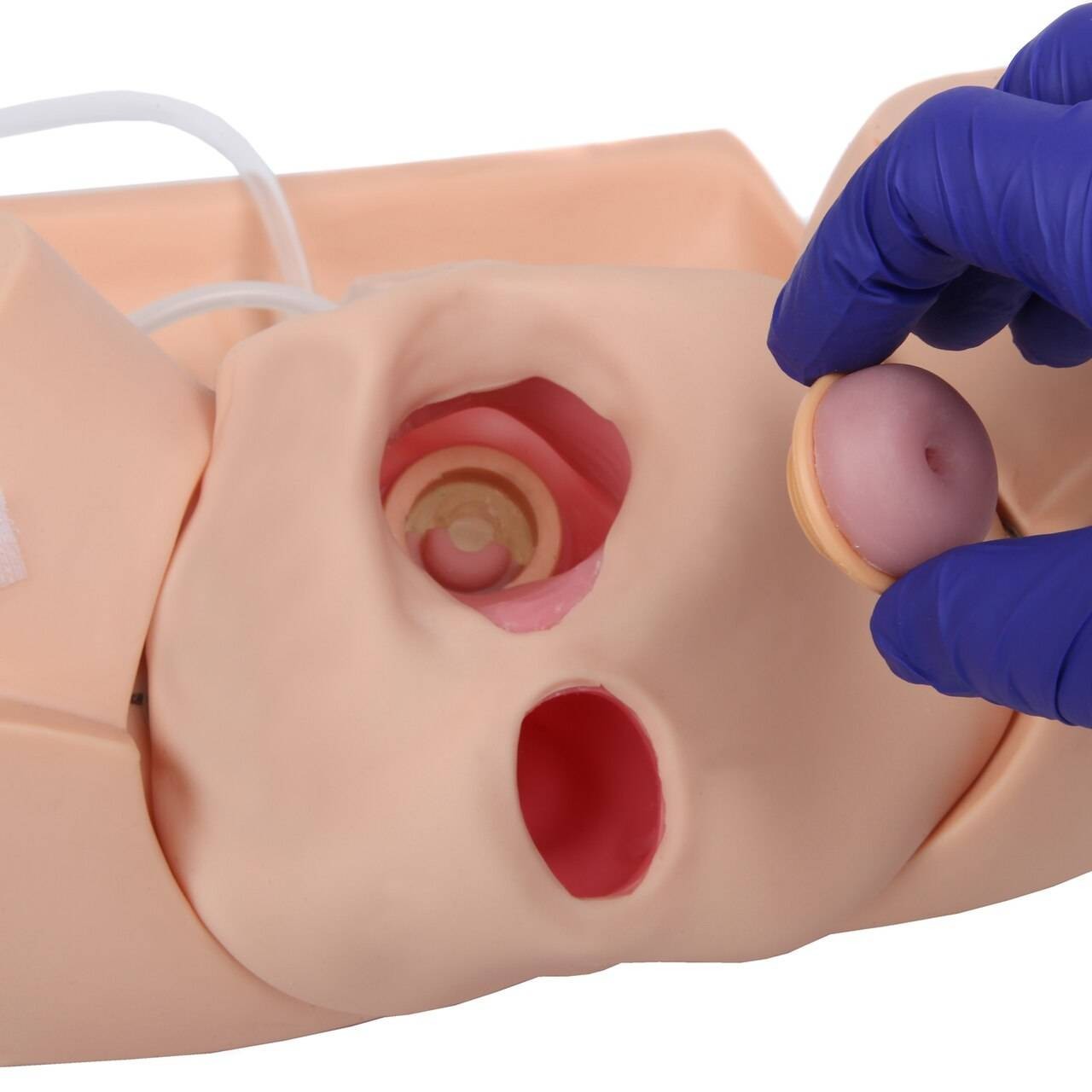 The Anatomy Lab-A-106801 Advanced Gynecological Examination Simulator, 1/ea