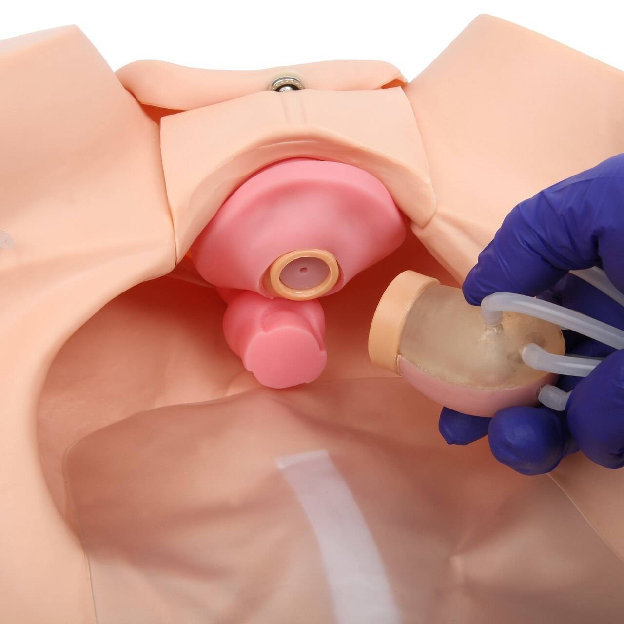 The Anatomy Lab-A-106801 Advanced Gynecological Examination Simulator, 1/ea