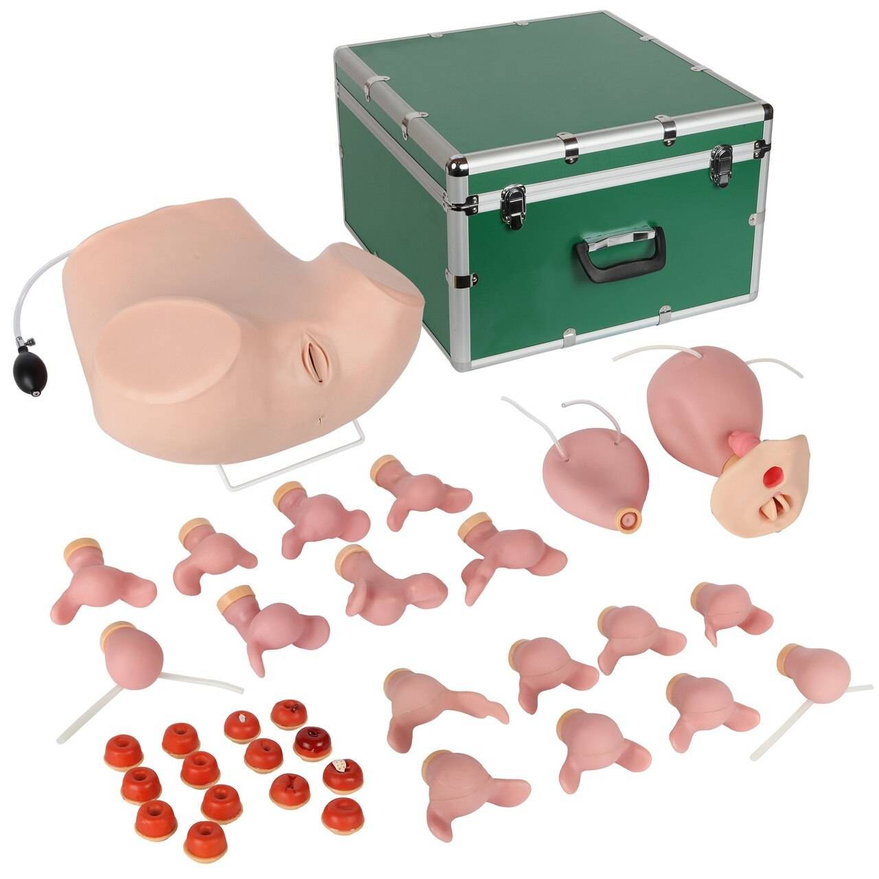 The Anatomy Lab-A-106801 Advanced Gynecological Examination Simulator, 1/ea
