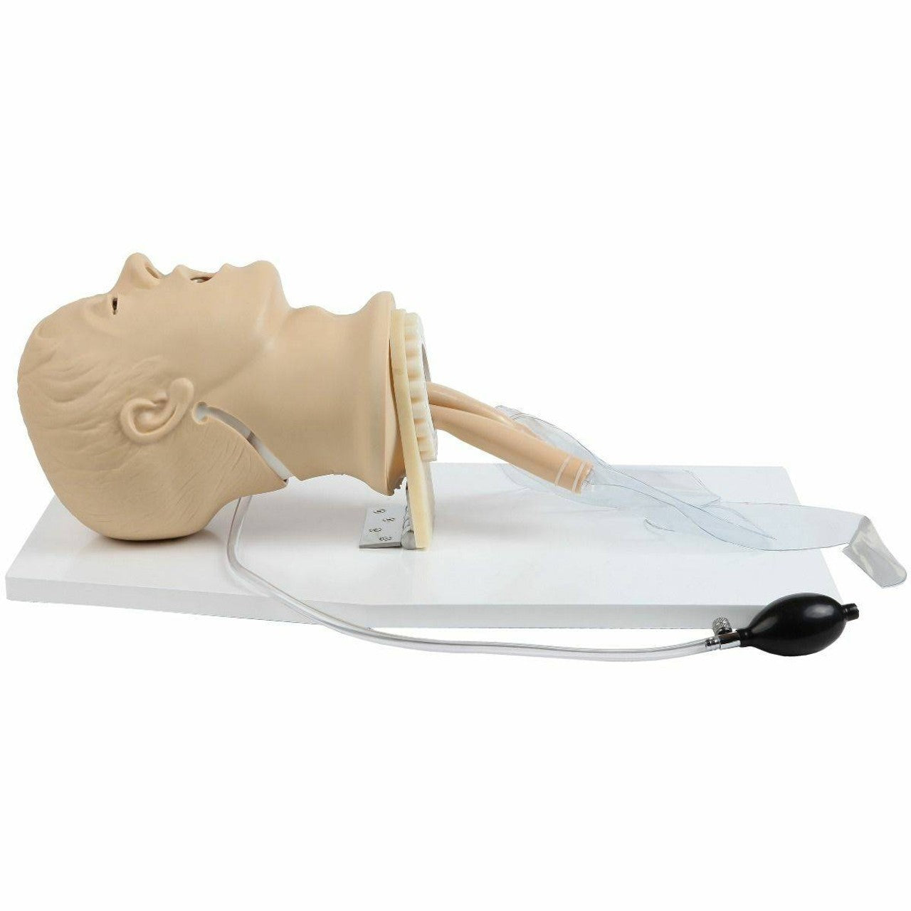 The Anatomy Lab-A-104411 Airway Management Trainer, 1/ea