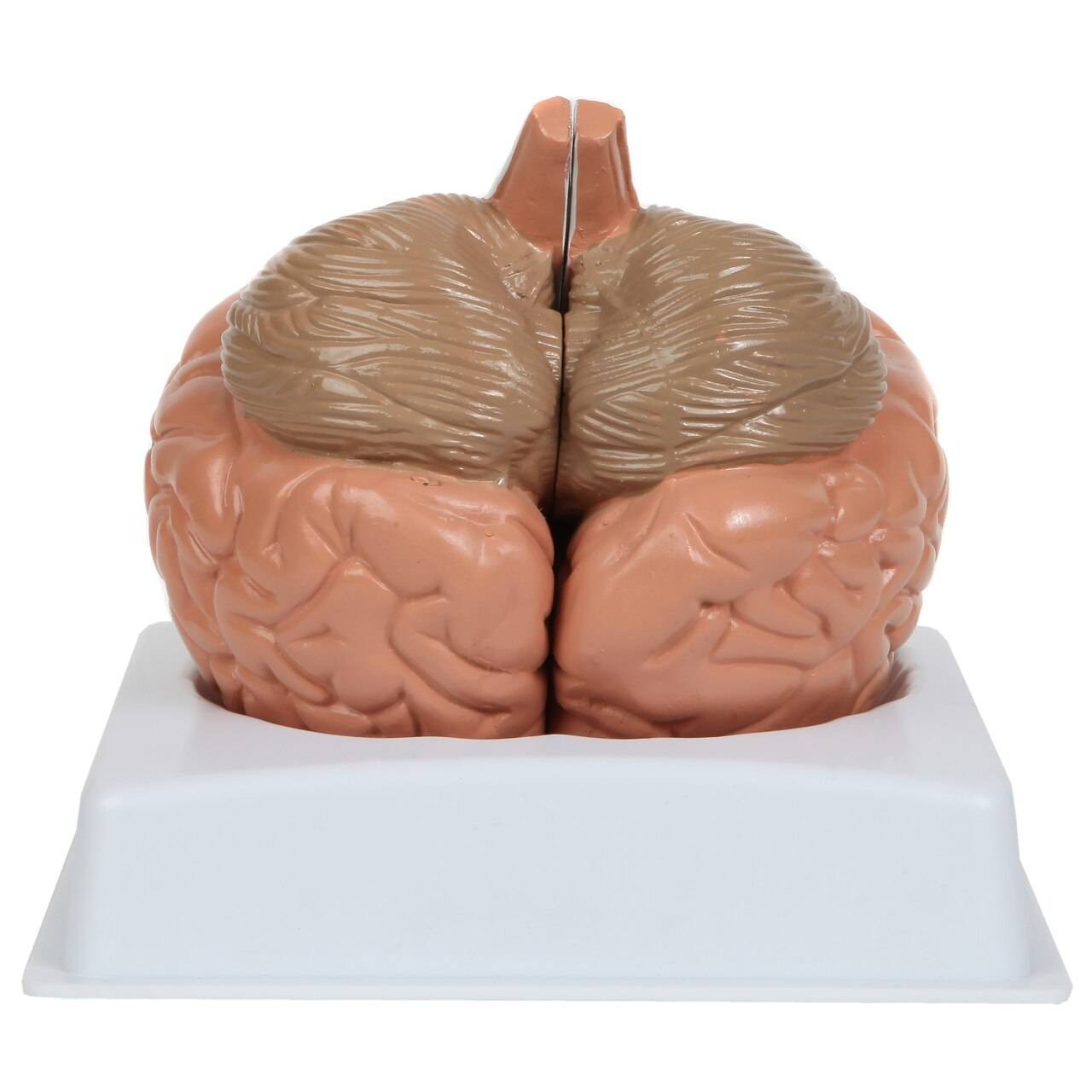 Anatomy Lab Basic 2-Part Brain Model with and without Artires and Blood Vessels