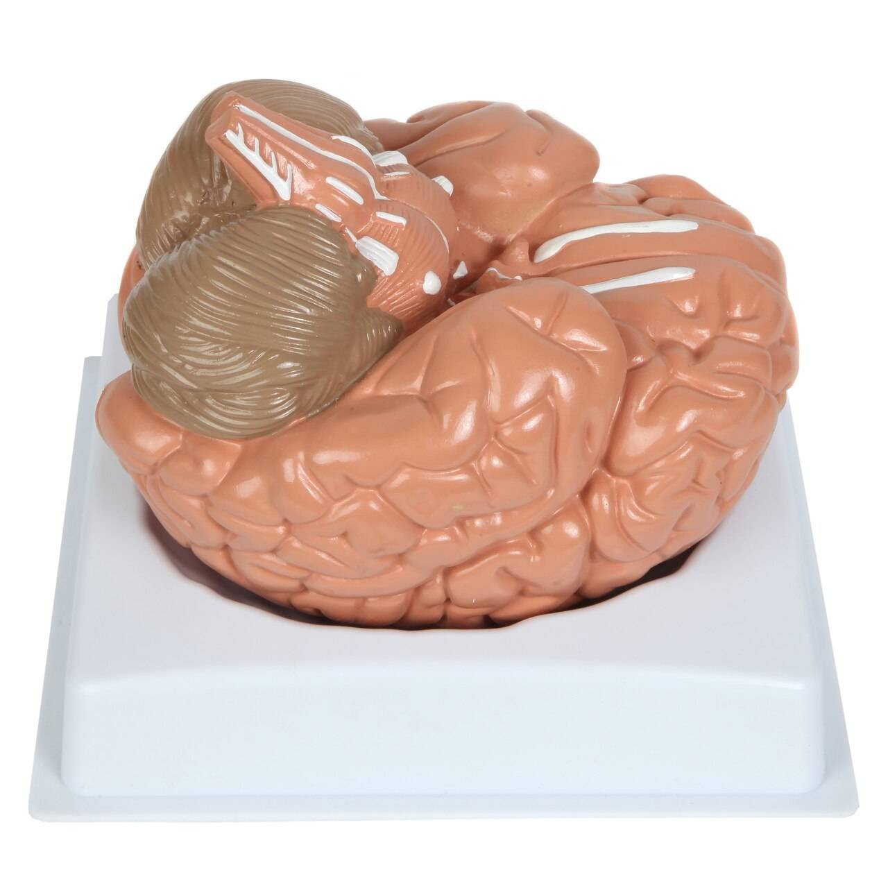 Anatomy Lab Basic 2-Part Brain Model with and without Artires and Blood Vessels