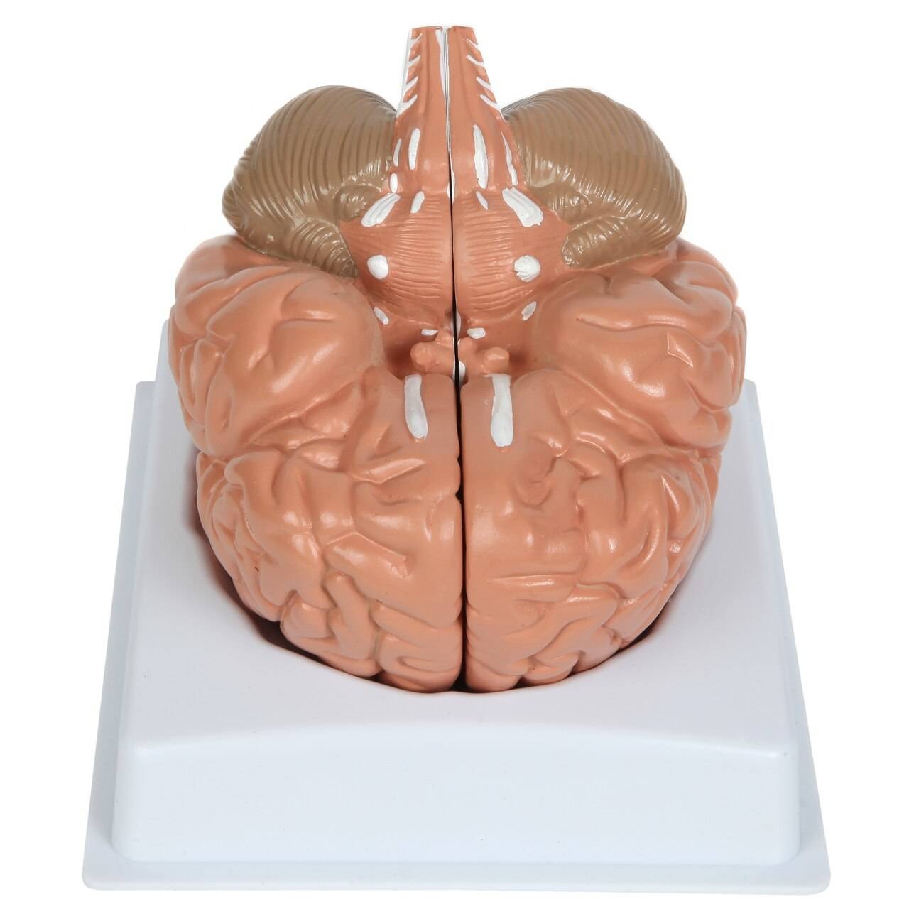 Anatomy Lab Basic 2-Part Brain Model with and without Artires and Blood Vessels