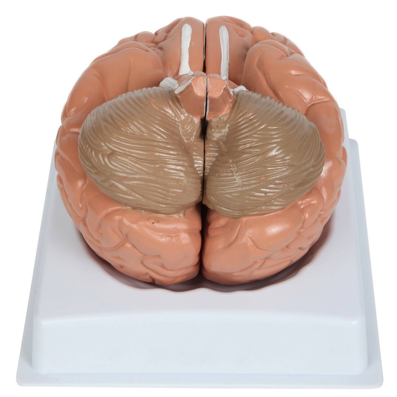 Anatomy Lab Basic 2-Part Brain Model with and without Artires and Blood Vessels