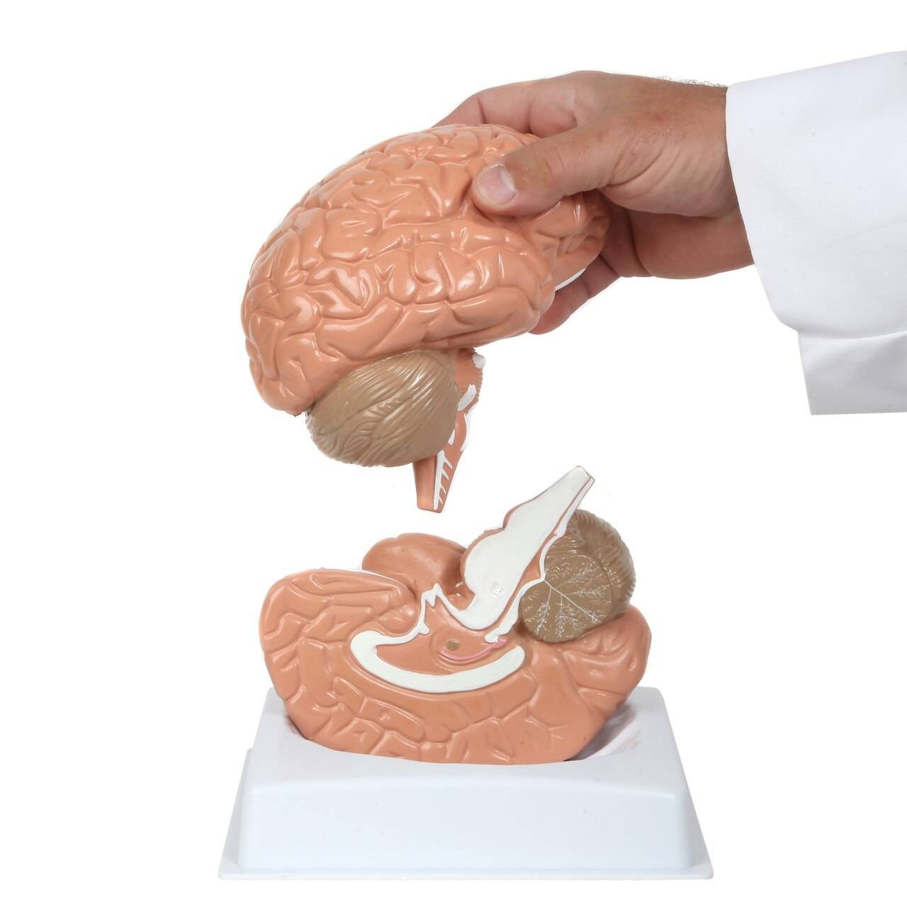 Anatomy Lab Basic 2-Part Brain Model with and without Artires and Blood Vessels