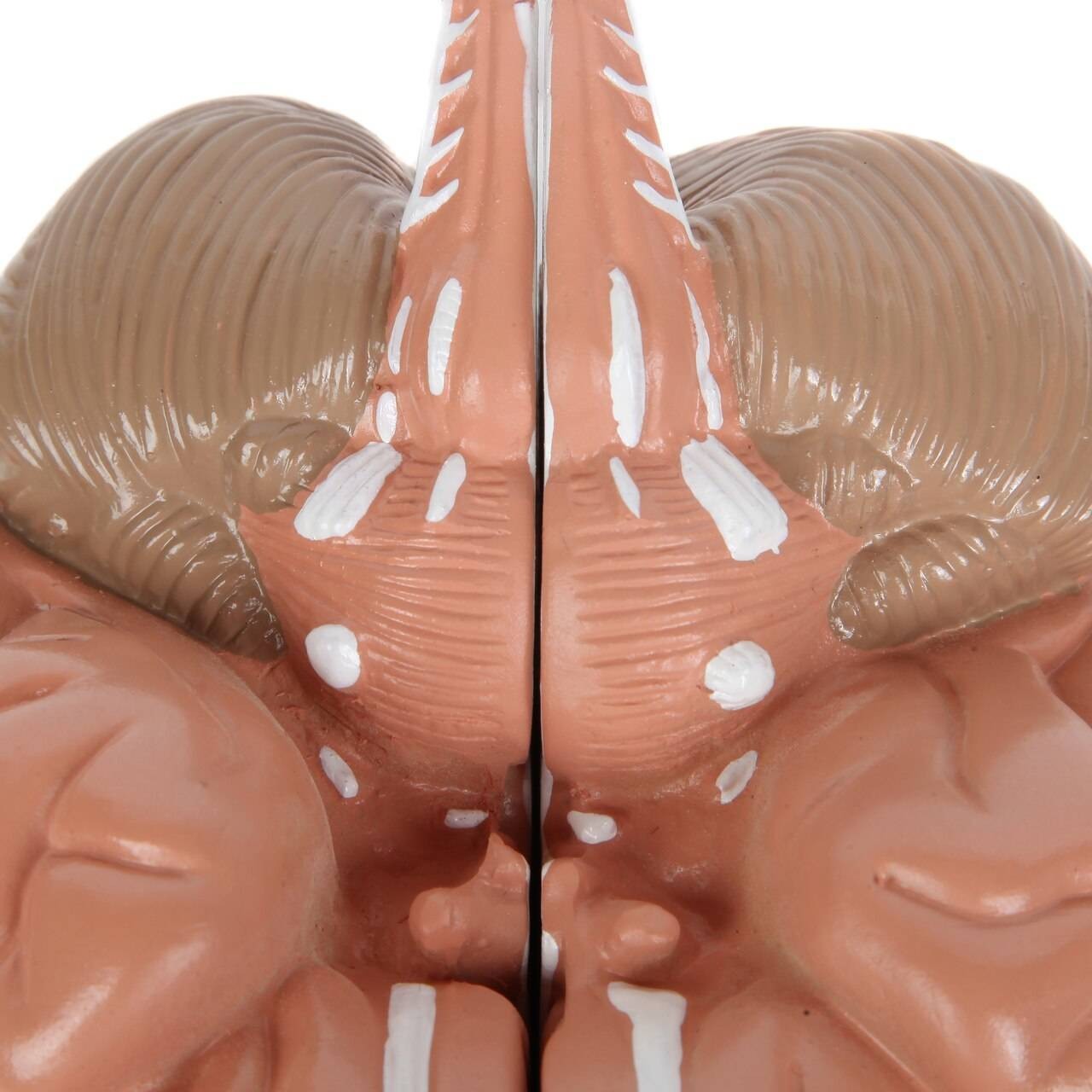 Anatomy Lab Basic 2-Part Brain Model with and without Artires and Blood Vessels