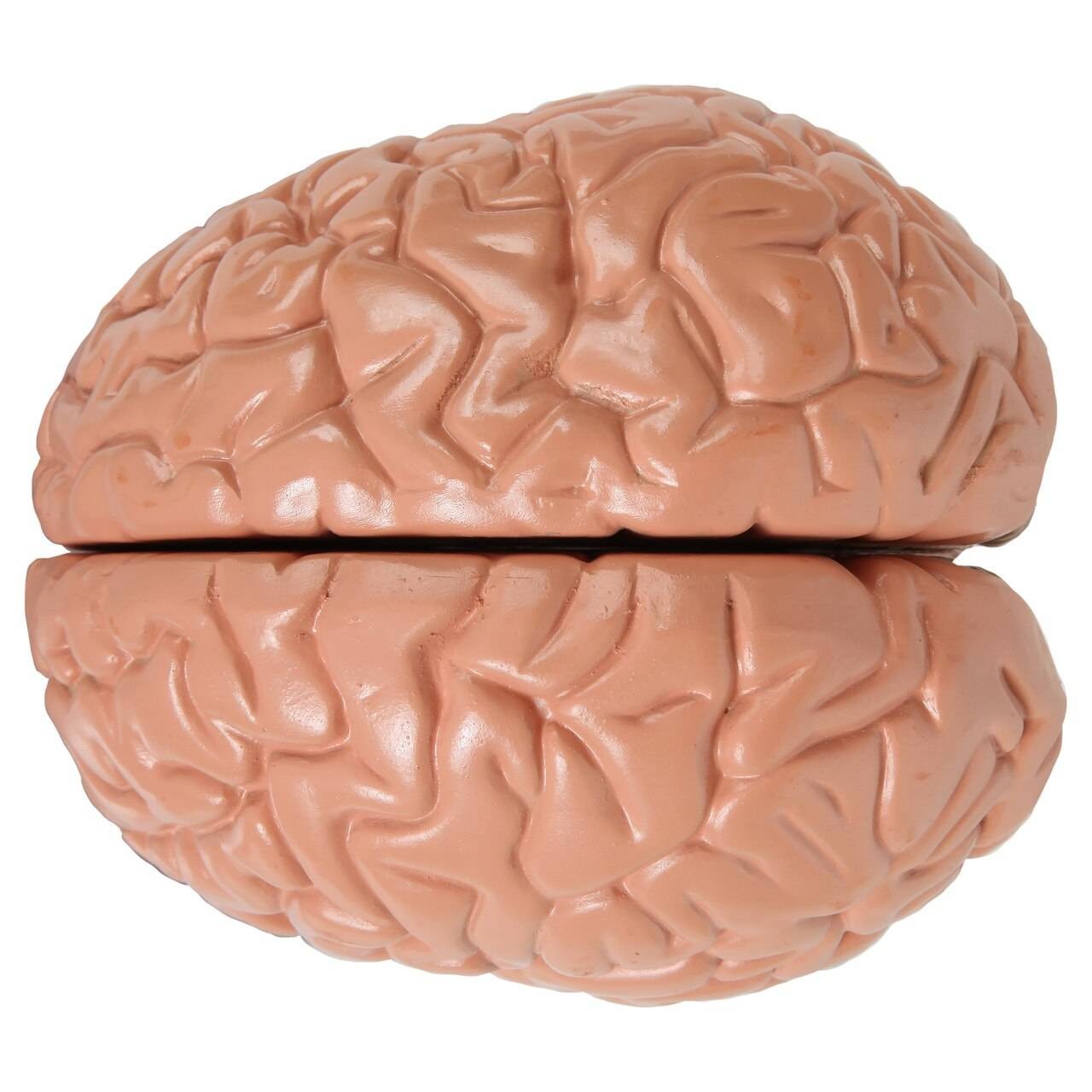 Anatomy Lab Basic 2-Part Brain Model with and without Artires and Blood Vessels