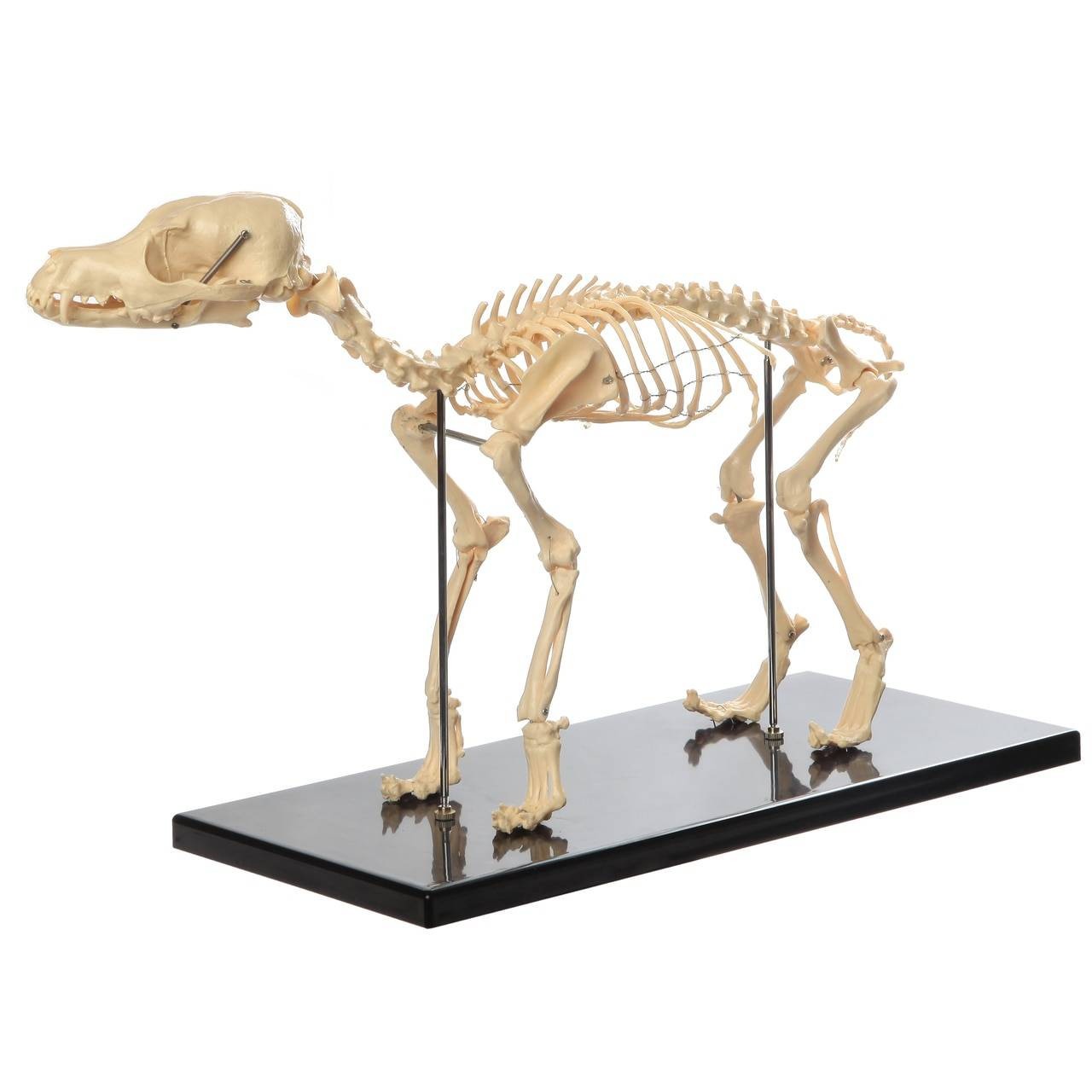 The Anatomy Lab-A-108870 Canine and Feline Skeleton Anatomy Model Kit