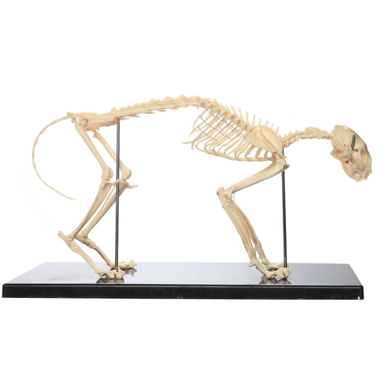 The Anatomy Lab-A-108870 Canine and Feline Skeleton Anatomy Model Kit
