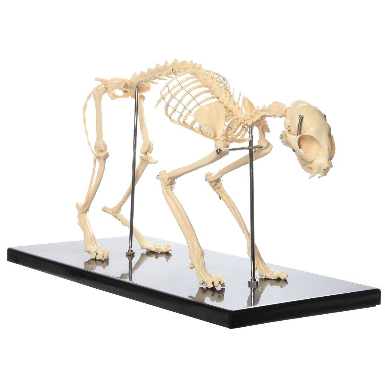 The Anatomy Lab-A-108870 Canine and Feline Skeleton Anatomy Model Kit