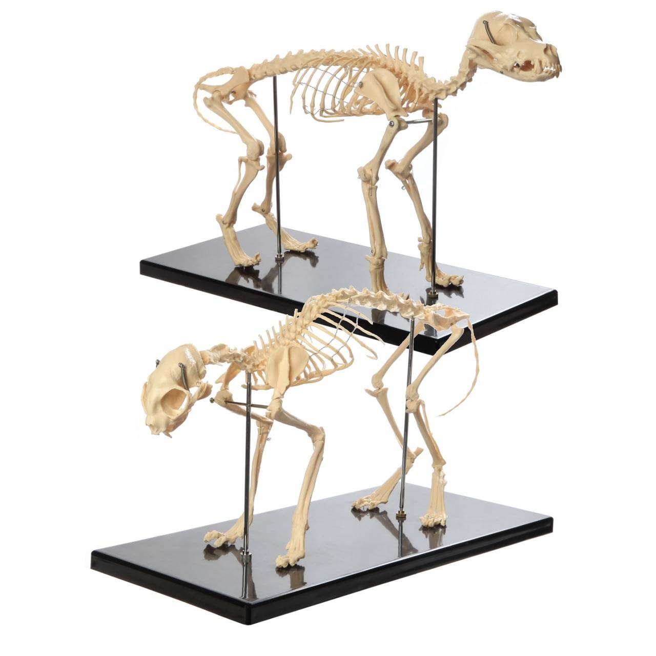 The Anatomy Lab-A-108870 Canine and Feline Skeleton Anatomy Model Kit