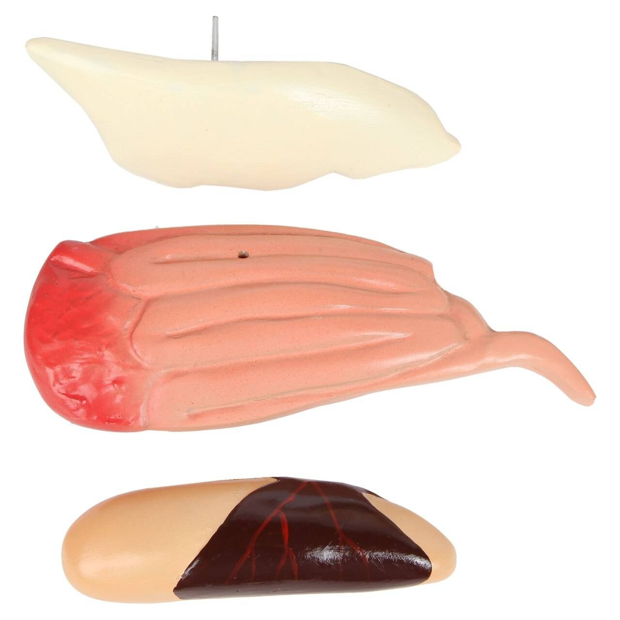 Anatomy Lab Animals Model