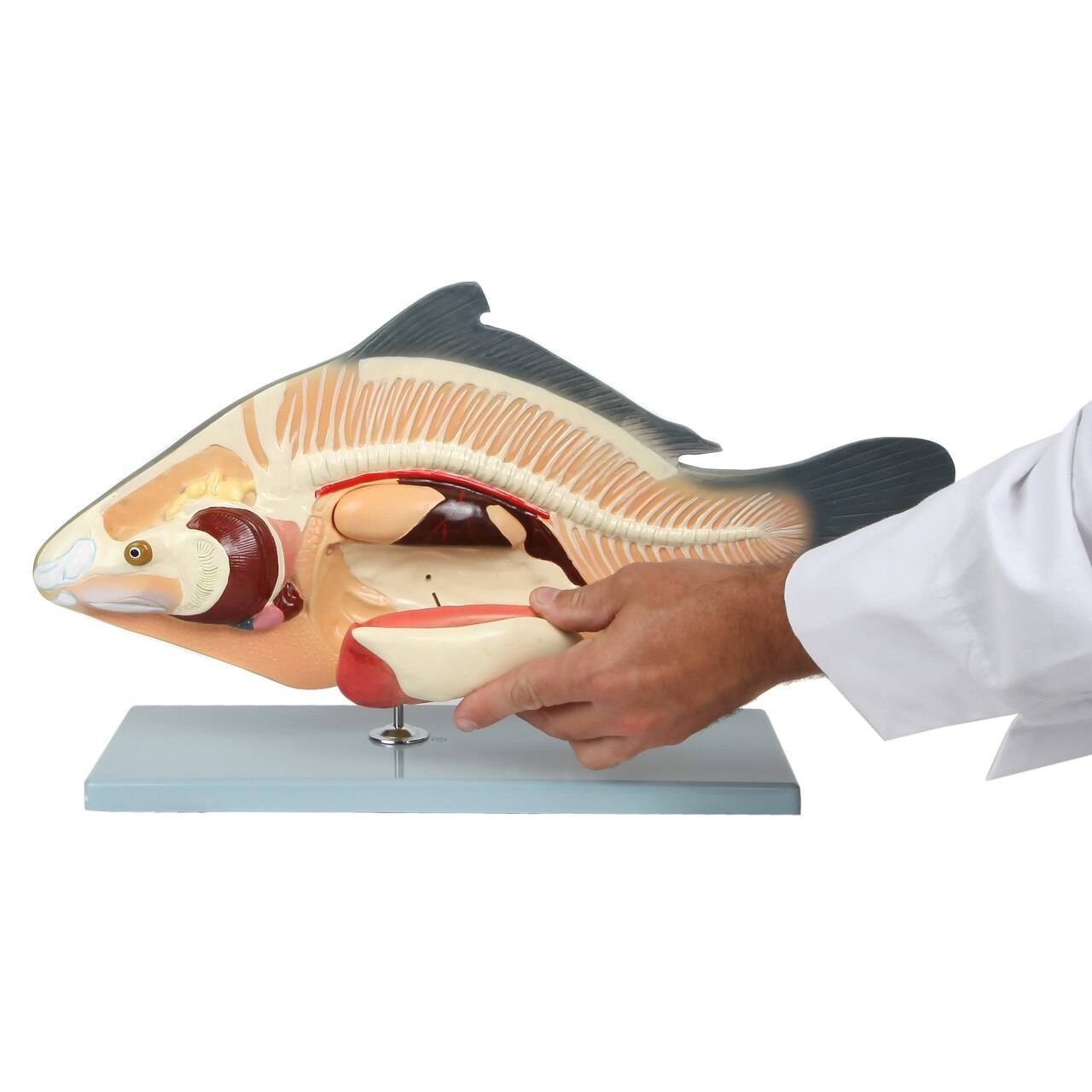 Anatomy Lab Animals Model