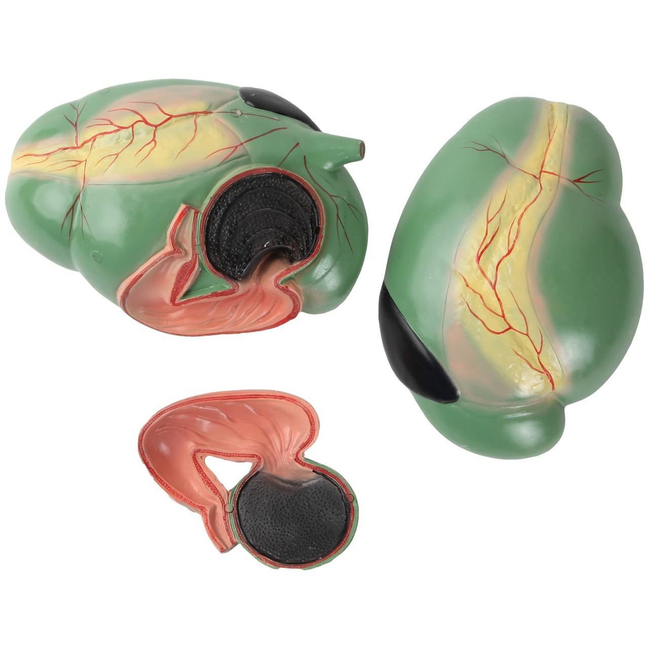 Anatomy Lab Animals Model