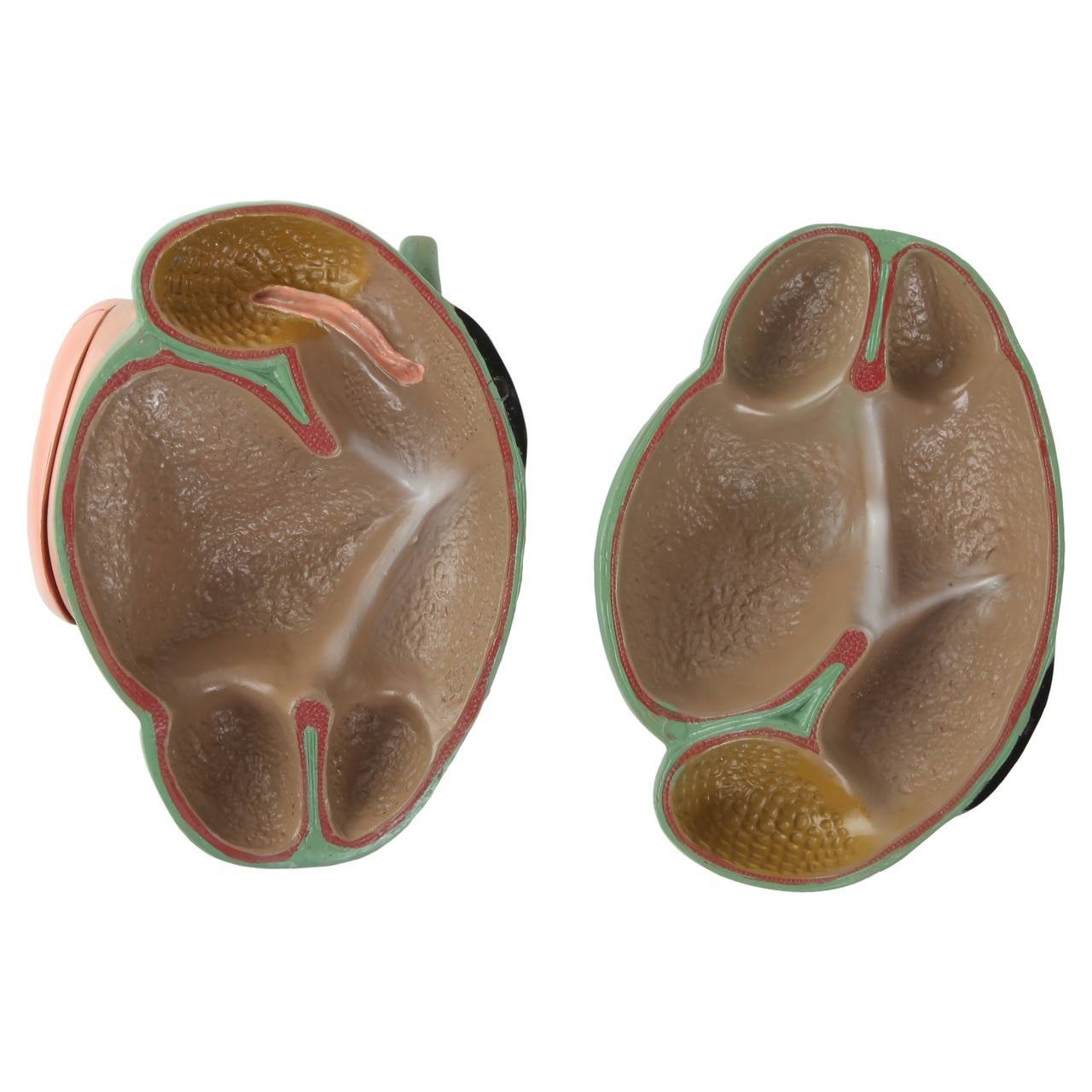 Anatomy Lab Animals Model