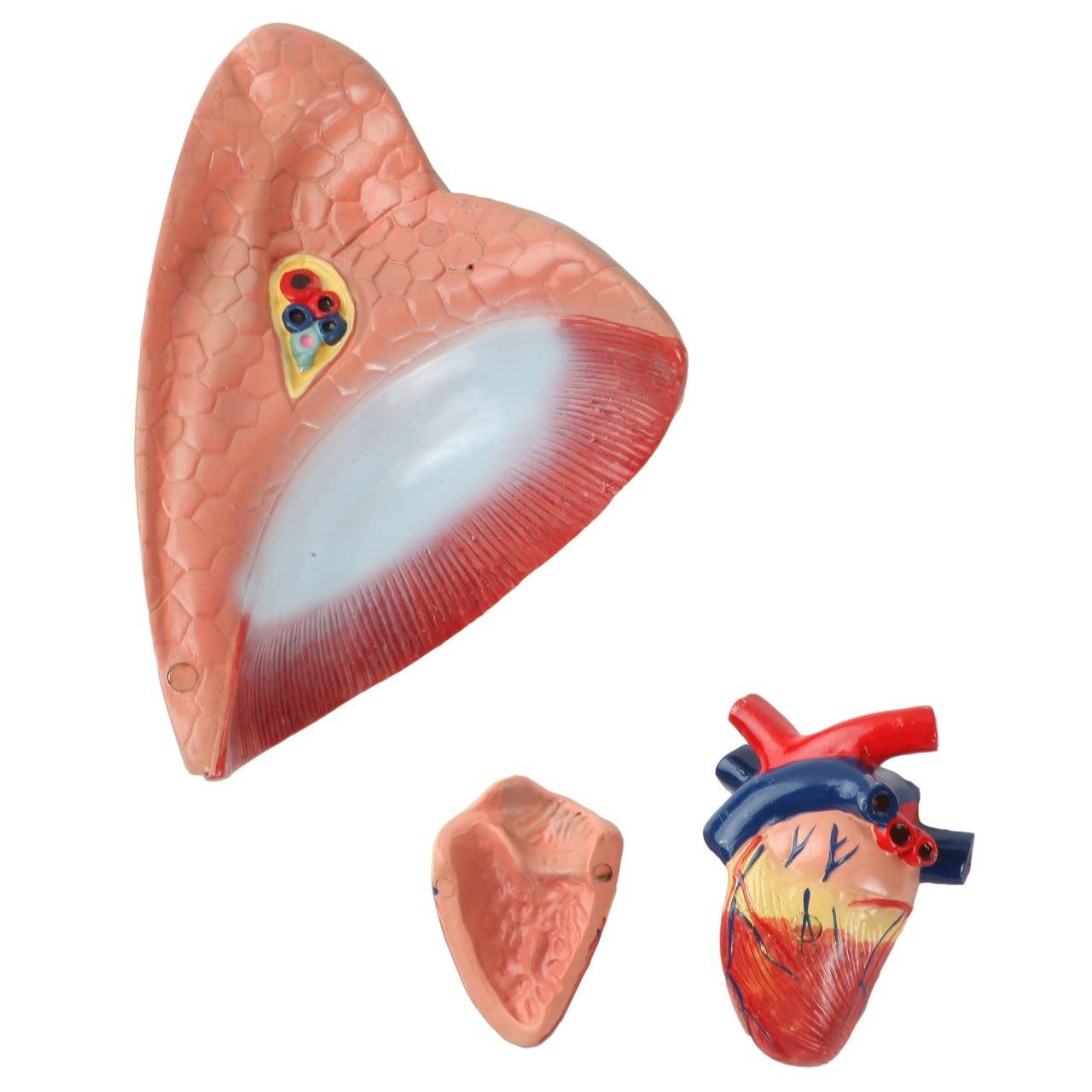 Anatomy Lab Animals Model
