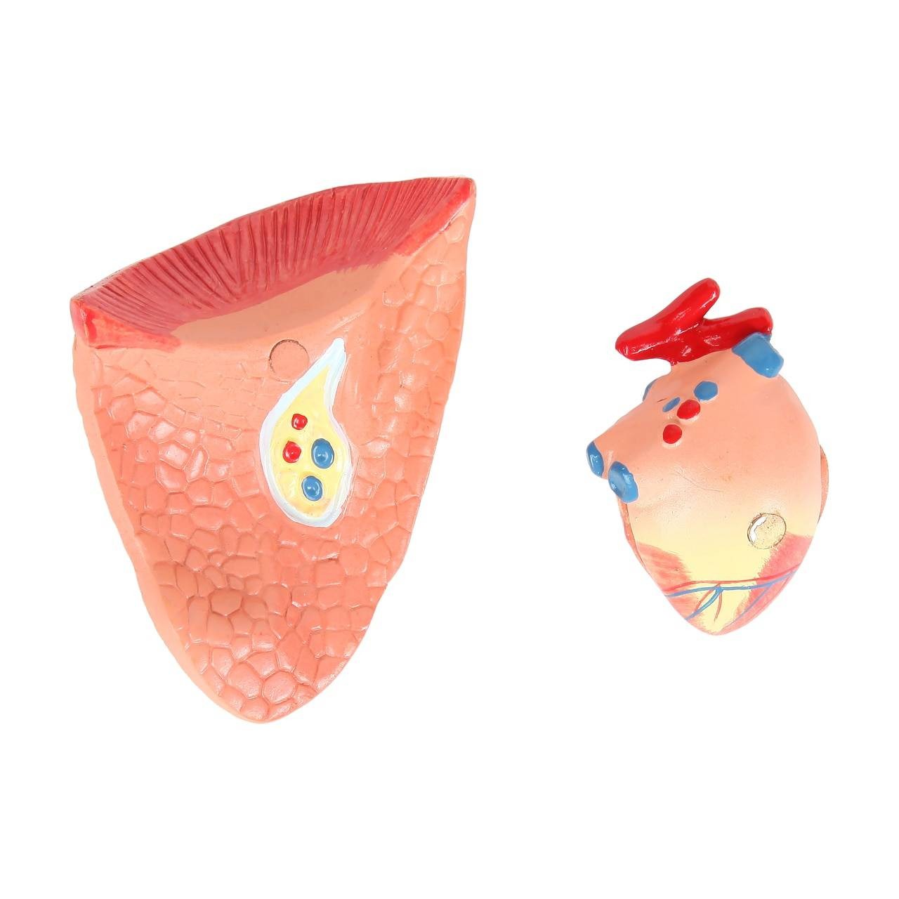 Anatomy Lab Animals Model