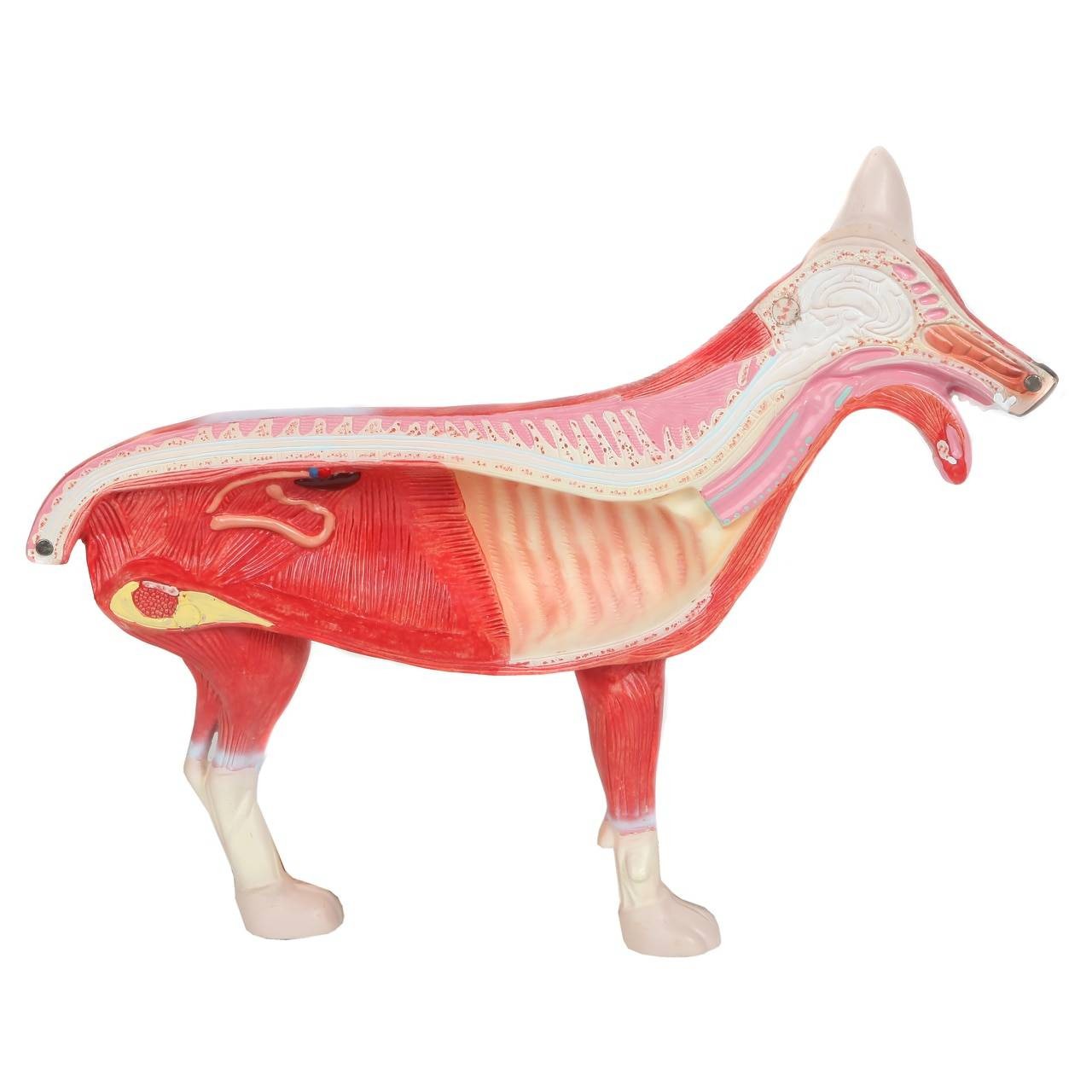 Anatomy Lab Animals Model