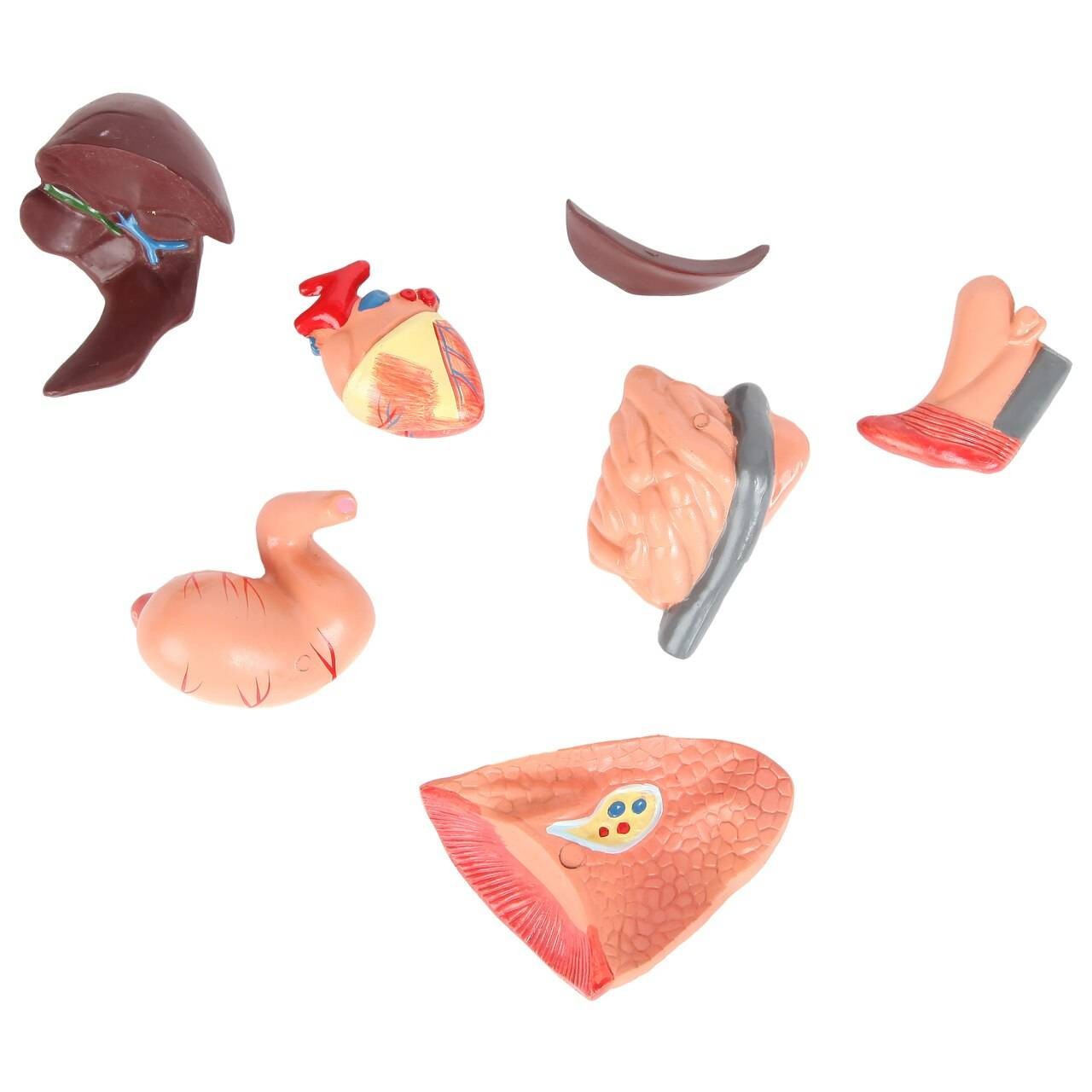 Anatomy Lab Animals Model