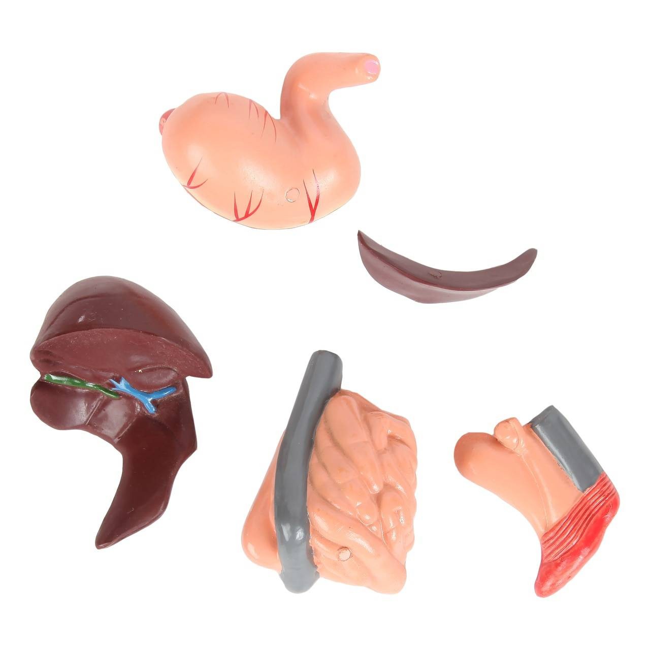 Anatomy Lab Animals Model