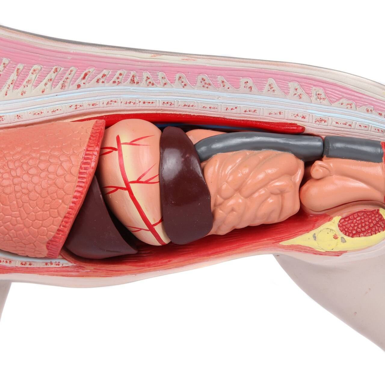 Anatomy Lab Animals Model