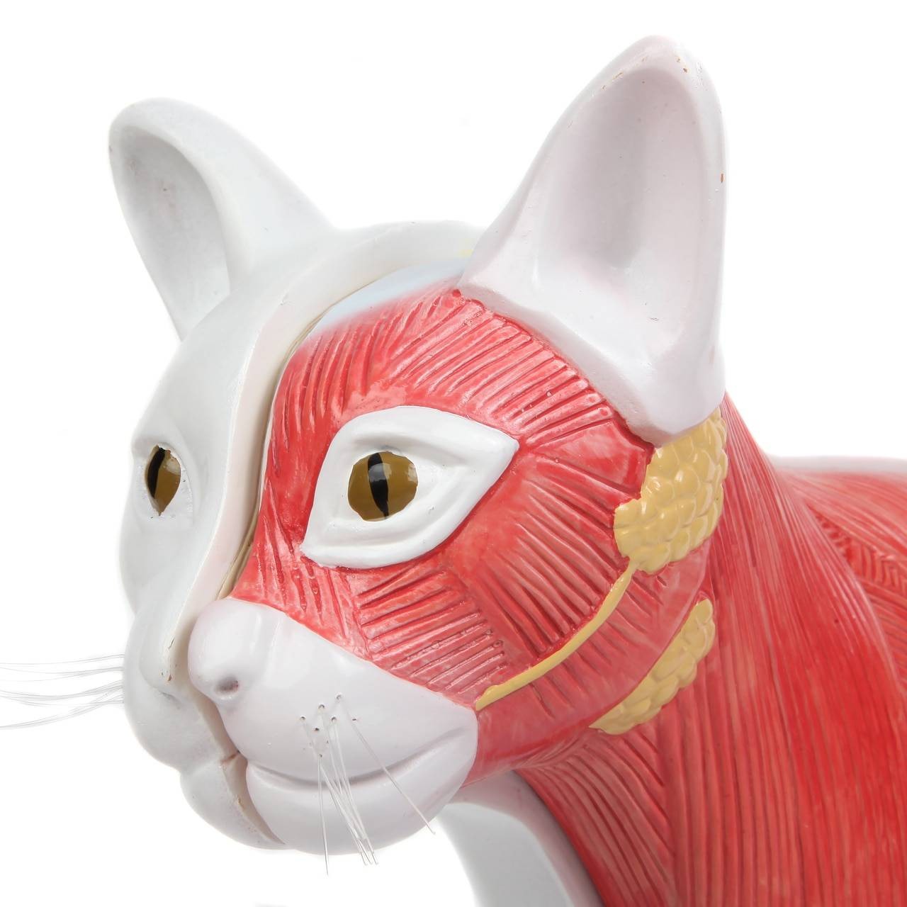 Anatomy Lab Animals Model