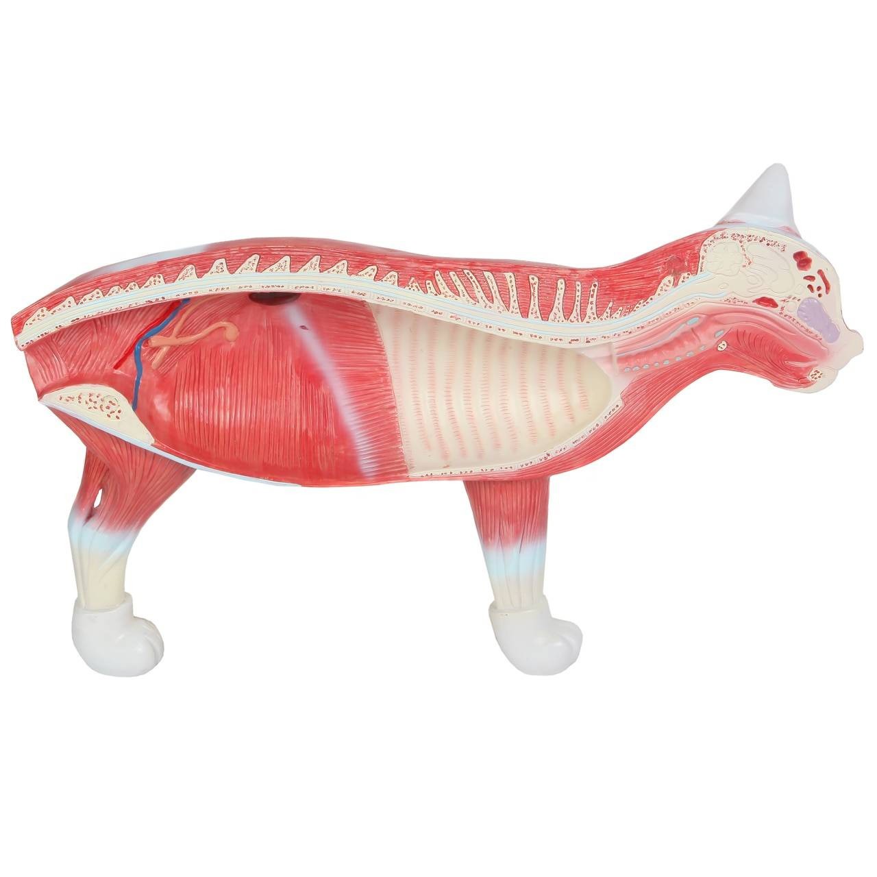 Anatomy Lab Animals Model