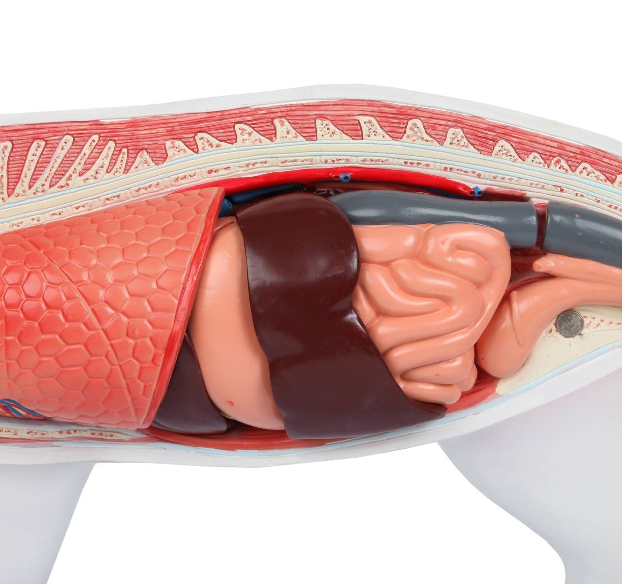 Anatomy Lab Animals Model