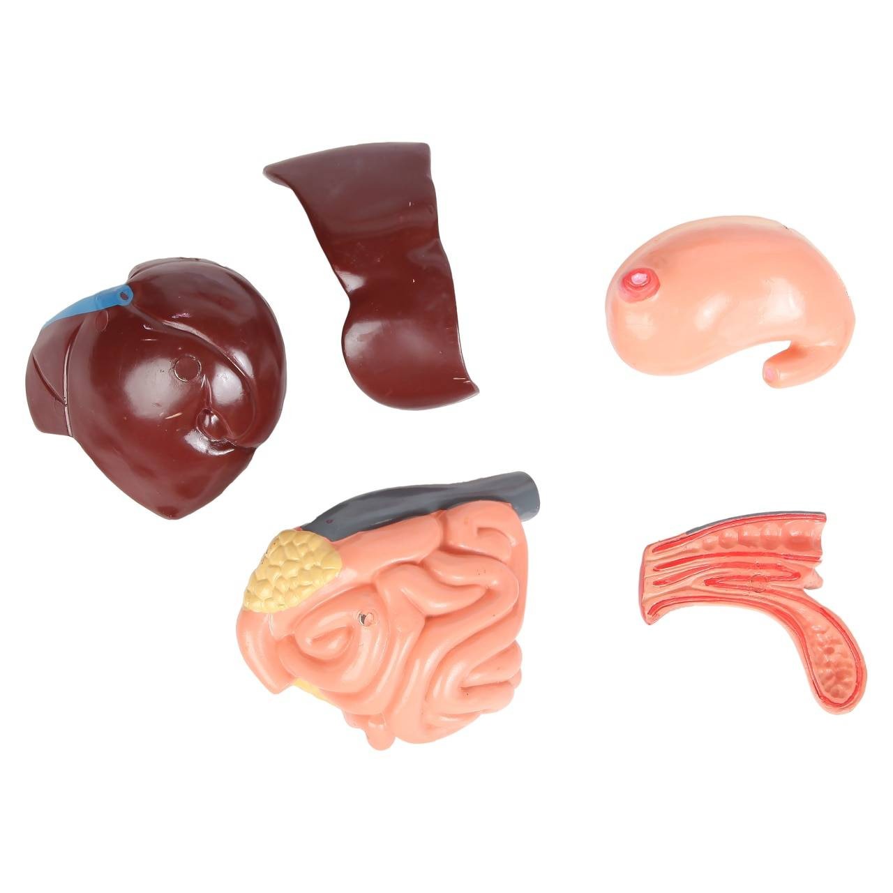 Anatomy Lab Animals Model