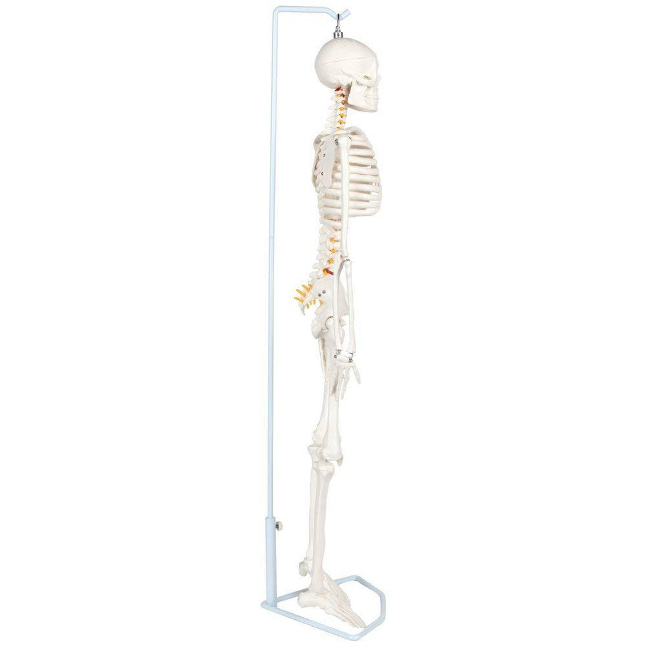 The Anatomy Lab-A-106772 Essential Flexible Mini 35" Skeleton, 1/ea