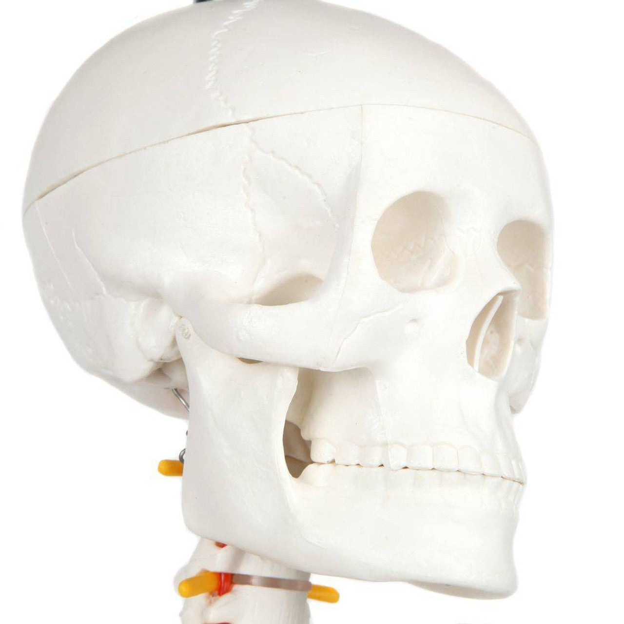 The Anatomy Lab-A-106772 Essential Flexible Mini 35" Skeleton, 1/ea